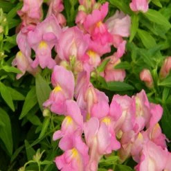 Exoticflora Antirrhinum Pink- SEASONALS Perfuming Flowering Plants 5 Exoticflora Antirrhinum Pink- SEASONALS Perfuming Flowering Plants