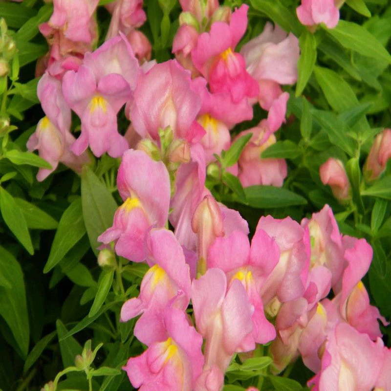 Exoticflora Antirrhinum Pink- SEASONALS Perfuming Flowering Plants 3 Exoticflora Antirrhinum Pink- SEASONALS Perfuming Flowering Plants