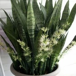 Exotic Flora Sansevieria/Snake Plant-Green - Indoor/Outdoor Plants