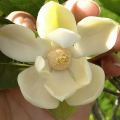 Exoticflora Perfuming Flowering Plants Magnolia Dwarf Coco - Flowering Shrubs