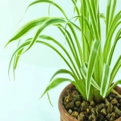 Exoticflora Chlorophytum Comosum/Spider Plant - Indoor Air-Purifying Indoor Plants