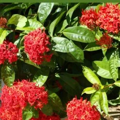 Exoticflora Year Round Flowering Plants Ixora Singapuri-hybrid-red - Flowering Shrubs 5 Exoticflora Year Round Flowering Plants Ixora Singapuri-hybrid-red - Flowering Shrubs