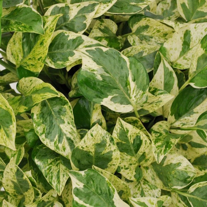 Exoticflora Money Plant Variegated - Indoor Plants 2 Exoticflora Money Plant Variegated - Indoor Plants
