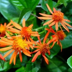 Exoticflora Creepers & Climbers Flowering Senecio Orange - Creepers & Climbers