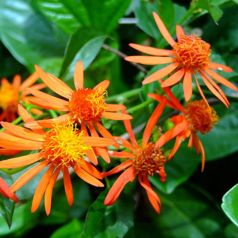 Exoticflora Creepers & Climbers Flowering Senecio Orange - Creepers & Climbers 2 Exoticflora Creepers & Climbers Flowering Senecio Orange - Creepers & Climbers