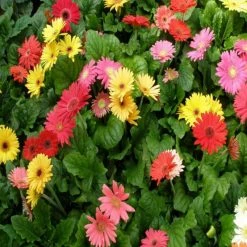 Exoticflora Gerbera Plant Yellow - Flowering Plants All Flowering Plants 7 Exoticflora Gerbera Plant Yellow - Flowering Plants All Flowering Plants