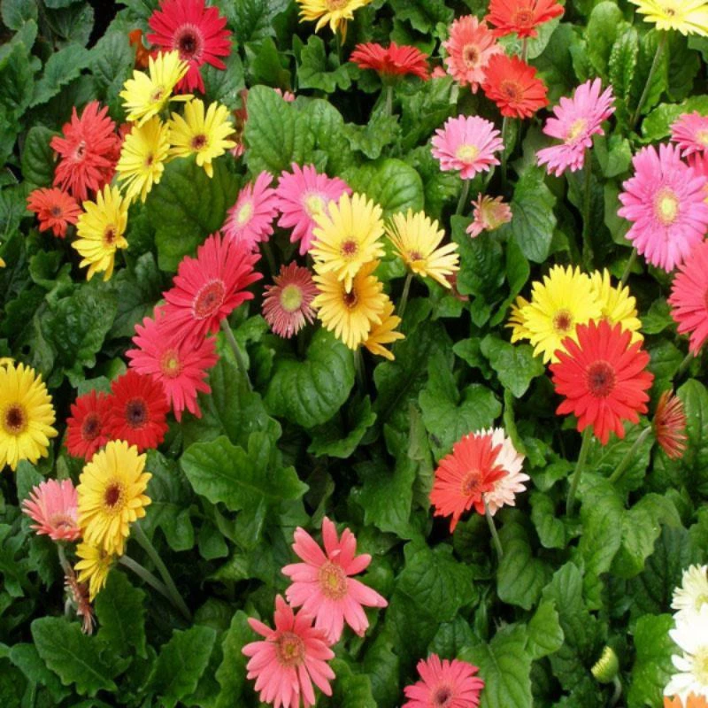 Exoticflora Gerbera Plant Yellow - Flowering Plants All Flowering Plants 4 Exoticflora Gerbera Plant Yellow - Flowering Plants All Flowering Plants