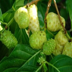 Exoticflora Exotic Fruit Plants Noni/cheese Fruit - Fruit Plants & Tree