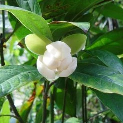 Exoticflora Perfuming Flowering Plants Magnolia Dwarf Coco - Flowering Shrubs