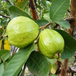Exoticflora Guava-Lucknow-49(Air Layered Plant) - Fruit Plants & Tree Fruit Plants To Grow In Pots