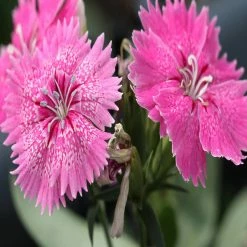 Exoticflora Dianthus Pink - SEASONALS
