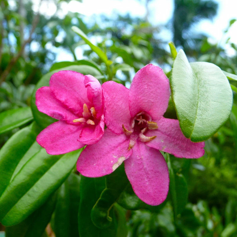 Exoticflora Ravenia Spectabilis, Pink - Flowering Shrubs 2 Exoticflora Ravenia Spectabilis, Pink - Flowering Shrubs