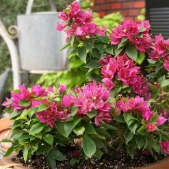 Exoticflora Bougainvillea Dwarf - Flowering Shrubs 5 Exoticflora Bougainvillea Dwarf - Flowering Shrubs