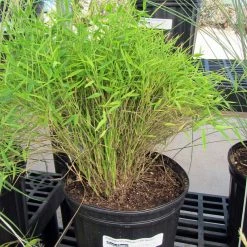 Exoticflora Bamboo Grass Green - Ornamental Plants
