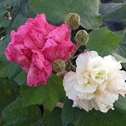 Exoticflora Year Round Flowering Plants Hibiscus Mutabilis/Cotton Rose - Flowering Plants