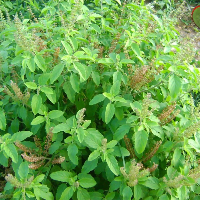 Exotic Flora Sree Lakshmi Tulasi - Auspicious Plant 2 Exotic Flora Sree Lakshmi Tulasi - Auspicious Plant
