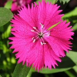 Exoticflora Dianthus Pink - SEASONALS