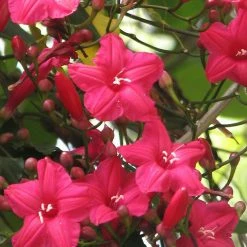 Exoticflora Creepers & Climbers Flowering Cardinal Creeper(Ipomoea Horsfalliae) - Creepers & Climbers