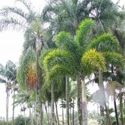 Exoticflora Fox Tail Palm - Palms