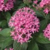 Exoticflora Pentas Pink - Flowering Plants Year Round Flowering Plants