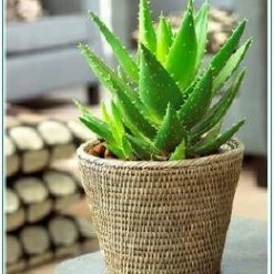 Exoticflora Aloe Vera - Indoor/Outdoor Plants Indoor Plants