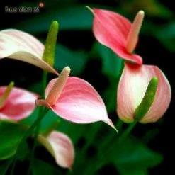 Exoticflora Anthurium Andreanum Baby Pink - Gift Plants