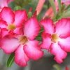 Exoticflora Adenium Baby Pink - Flowering Plants Year Round Flowering Plants