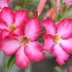 Exoticflora Adenium Baby Pink - Flowering Plants Year Round Flowering Plants