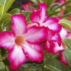 Exoticflora Adenium Baby Pink - Flowering Plants Year Round Flowering Plants