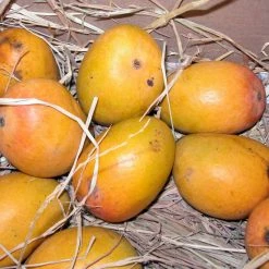 Exoticflora Grafted Fruit Plants Mango Alphonso(Grafted) - Fruit Plants & Tree