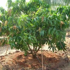 Exoticflora Grafted Fruit Plants Mango Alphonso(Grafted) - Fruit Plants & Tree