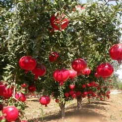 Exoticflora Fruit Plants To Grow In Pots Pomegranate Bhagwa - Fruit Plants & Tree