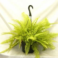 Exoticflora Golden Boston Fern - Indoor Plants