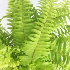 Exoticflora Golden Boston Fern - Indoor Plants