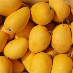 Exoticflora Grafted Fruit Plants Mango Chinna Rasam(Grafted) - Fruit Plants & Tree
