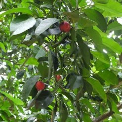 Exoticflora Garcinia Combogutta - Fruit Plants & Tree Kitchen Plants & Spice Plants