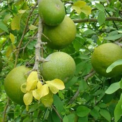 Exoticflora Bilva/Bael/Aegle Marmelos - Fruit Plants & Trees