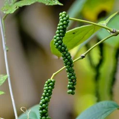 Exoticflora Pepper Climber - Spice Plants