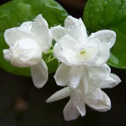 Exoticflora Creepers & Climbers Flowering Jasmine Mini/Mogra - Flowering Shrubs 5 Exoticflora Creepers & Climbers Flowering Jasmine Mini/Mogra - Flowering Shrubs