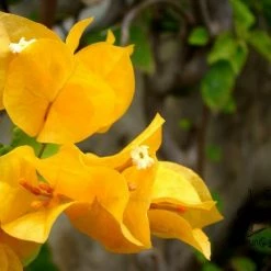 Exotic Space Bougainvillea Light Orange - Flowering Shrubs