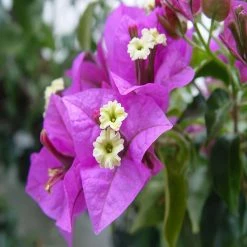 Exotic Space Bougainvillea Glabra (Formosa)- Flowering Shurbs Creepers & Climbers Flowering