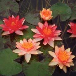 Exoticflora Water Lily Orange - Aquatic Plants