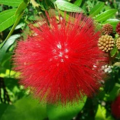 Exoticflora Powderpuff Hybrid Red / Calliandra - Flowering Shrubs All Flowering Plants