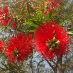 Exoticflora All Flowering Plants Red Bottle Brush / Callistemon Lanceolatus - Ornamental Flowering Plants