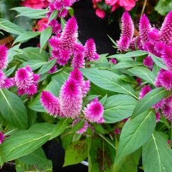 Exoticflora Celosia Argentea Pink - SEASONALS All Flowering Plants 5 Exoticflora Celosia Argentea Pink - SEASONALS All Flowering Plants