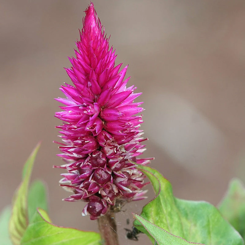 Exoticflora Celosia Argentea Pink - SEASONALS All Flowering Plants 2 Exoticflora Celosia Argentea Pink - SEASONALS All Flowering Plants