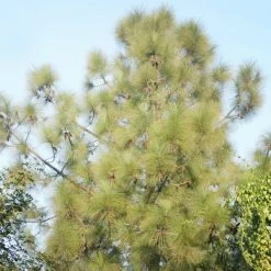 Exoticflora Chir Pine - Avenue Trees