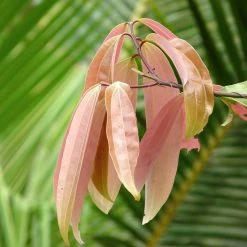 Exoticflora Kitchen Plants & Spice Plants Cinnamomum Tamala/Tejpatta/Indian Bay Leaf - Kitchen & Spice Plants