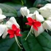 Exoticflora Bleeding Heart Vine White - Creepers & Climbers Creepers & Climbers Flowering