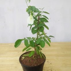 Exoticflora Creepers & Climbers Flowering Clitorea Ternatea White - Creeper & Climbers